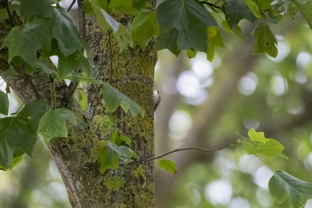 Short-toed Treecreeper - ML623808870