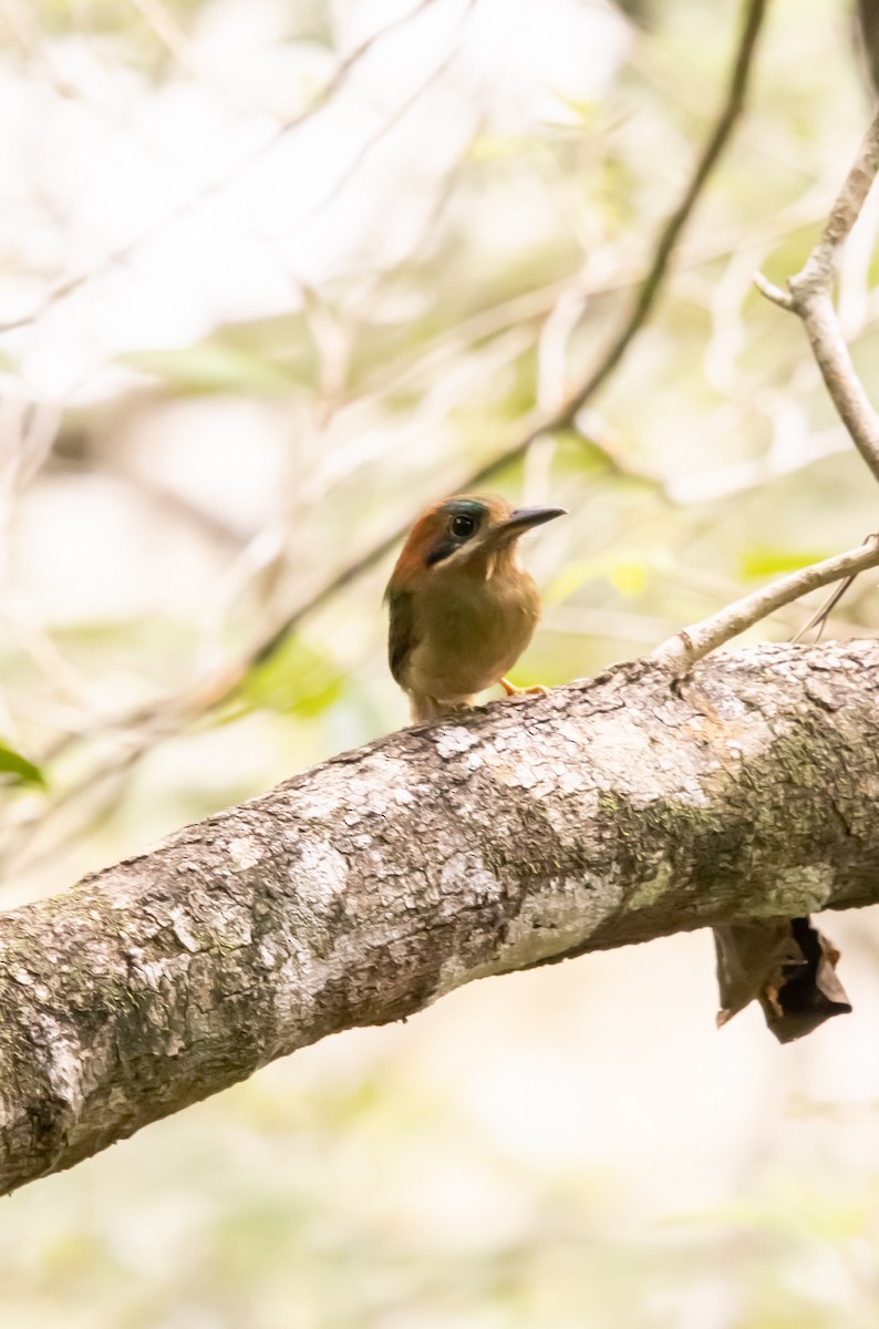 Tody Motmot - ML623808873