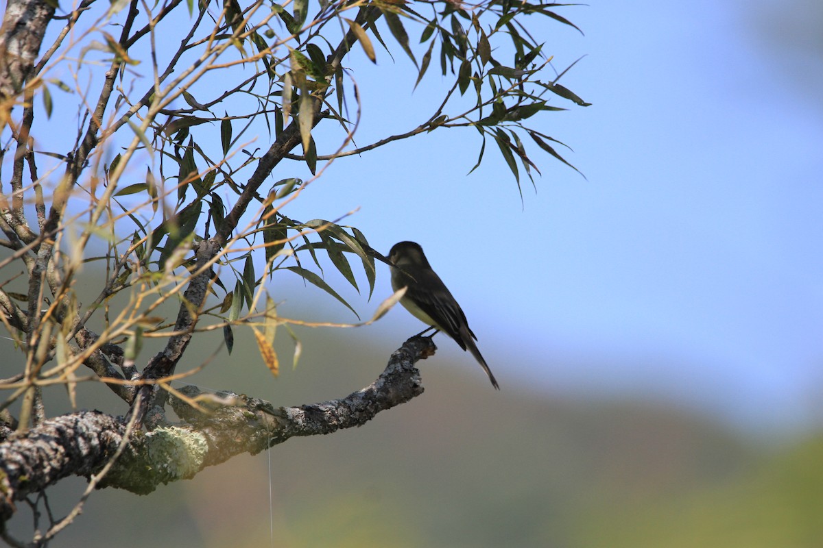 Eastern Phoebe - Kari Dietlin