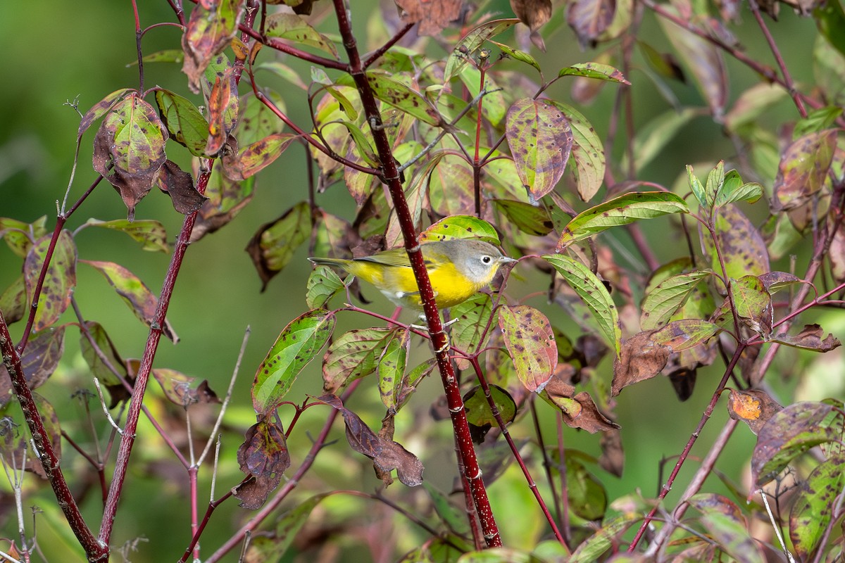 Nashville Warbler - ML623808877