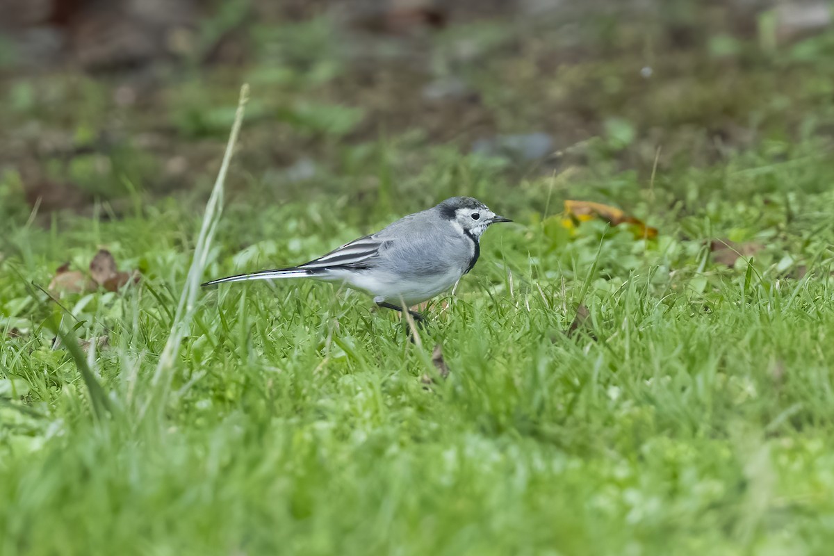 White Wagtail - ML623808882