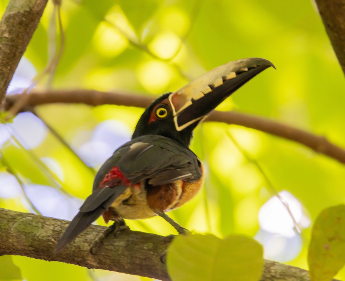 Collared Aracari - ML623808884