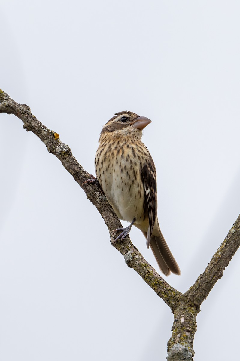 Rose-breasted Grosbeak - ML623808885