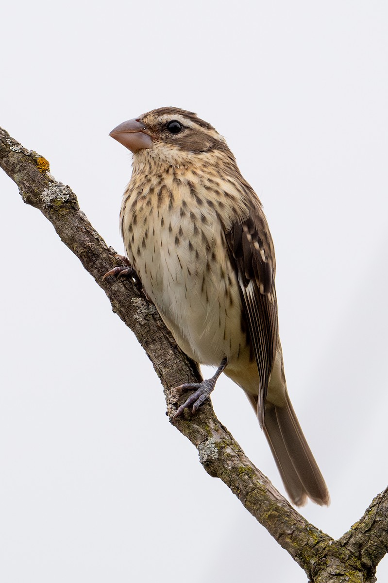 Rose-breasted Grosbeak - ML623808886