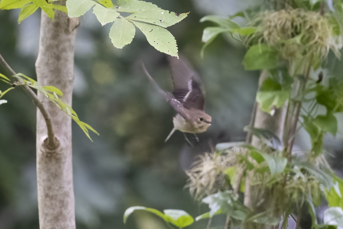 European Pied Flycatcher - ML623808895