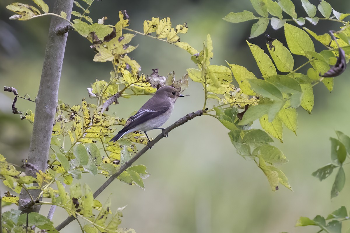 European Pied Flycatcher - ML623808896