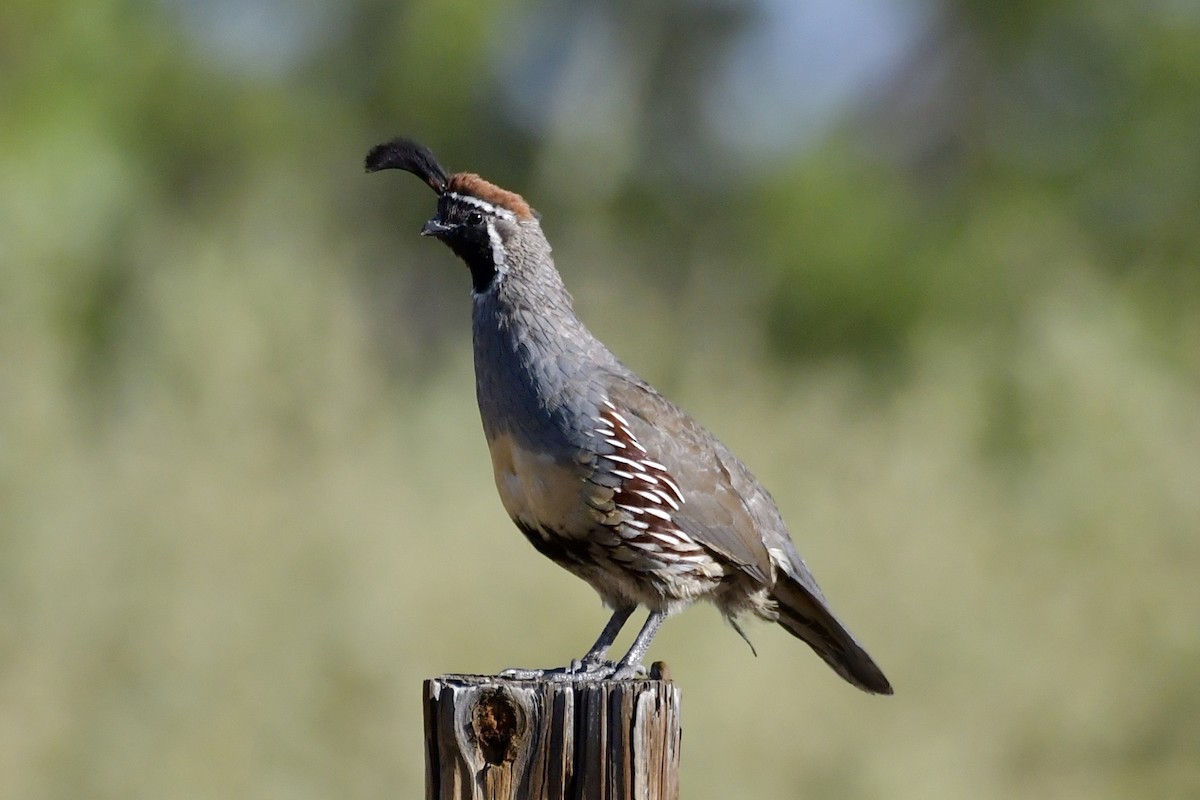 Gambel's Quail - ML623808900