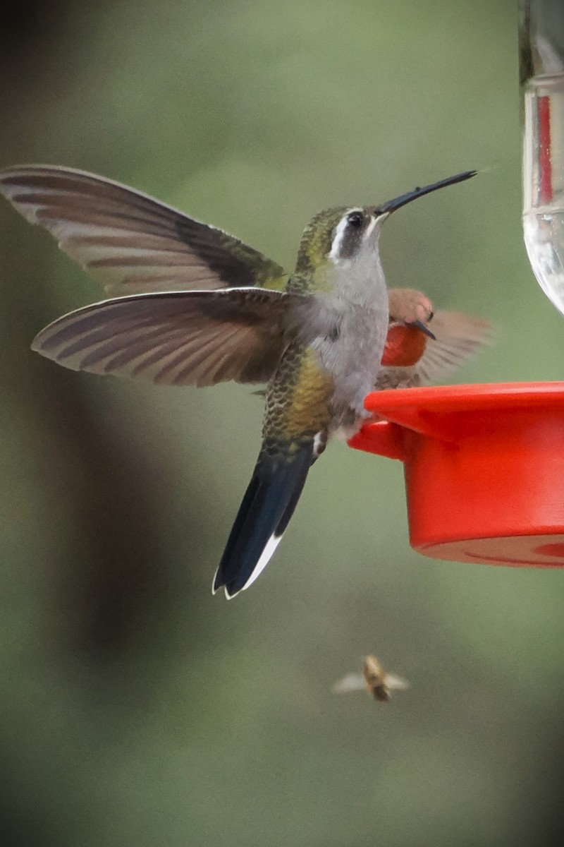 Colibrí Gorjiazul - ML623808908