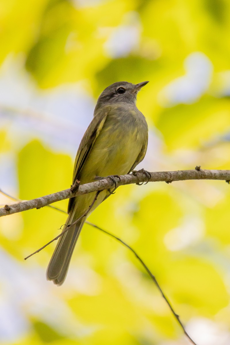 Greenish Elaenia - Kevlin Mar