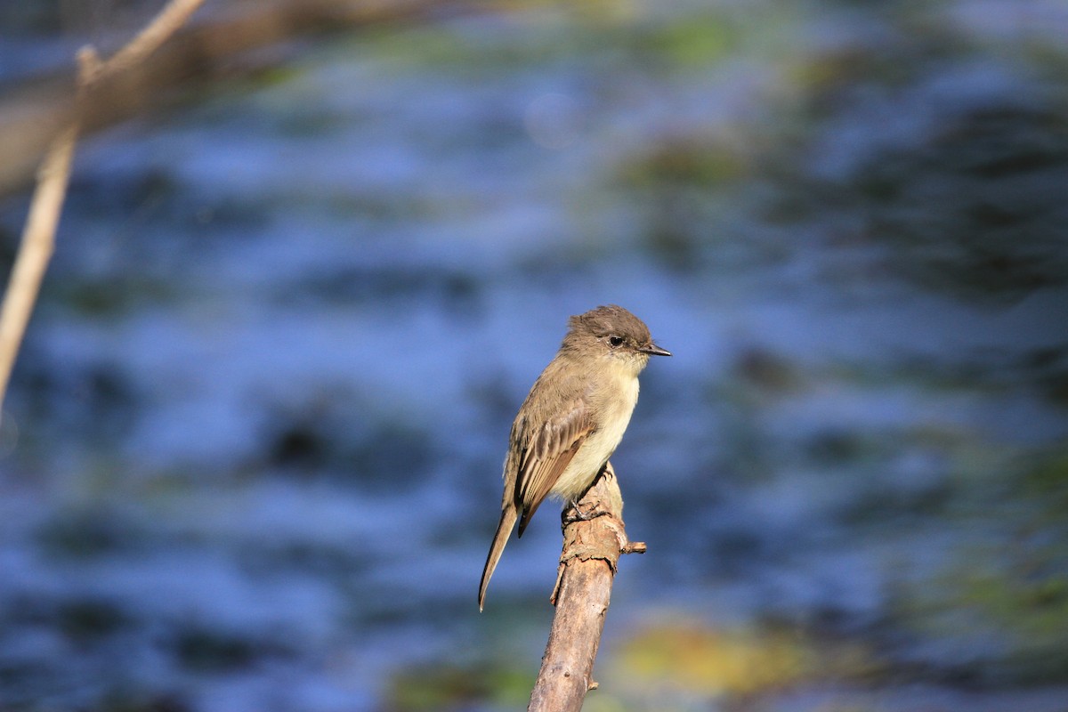 Eastern Phoebe - ML623808917