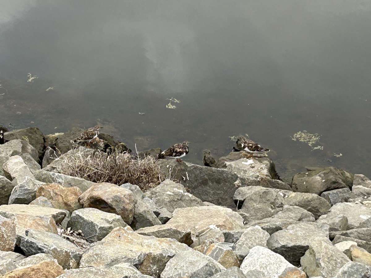 Ruddy Turnstone - ML623808927