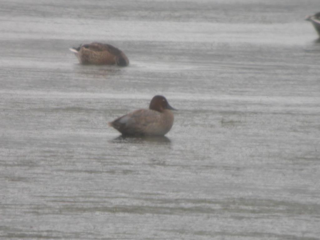 Common Pochard - ML623808932