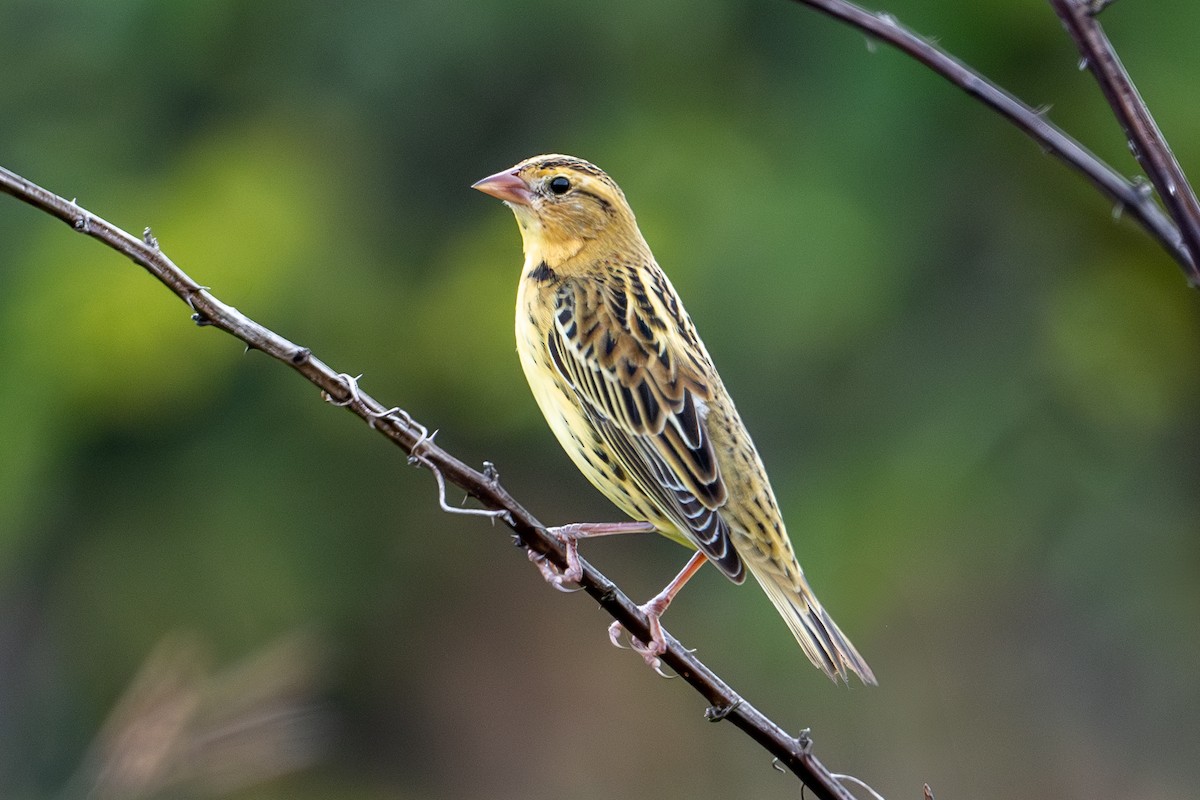 bobolink americký - ML623808934