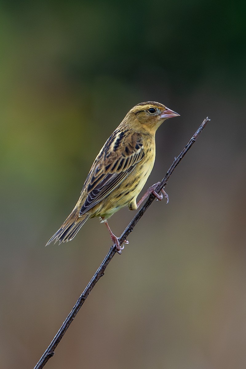 bobolink americký - ML623808935