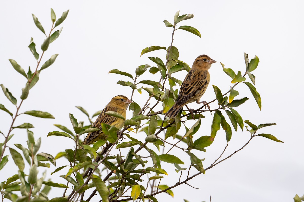 bobolink americký - ML623808936