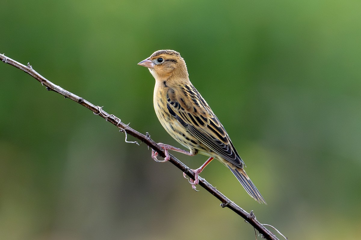 bobolink americký - ML623808937