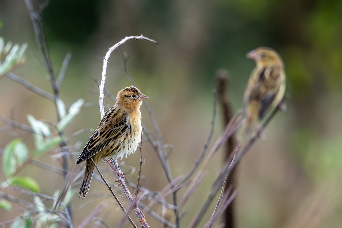 bobolink americký - ML623808938