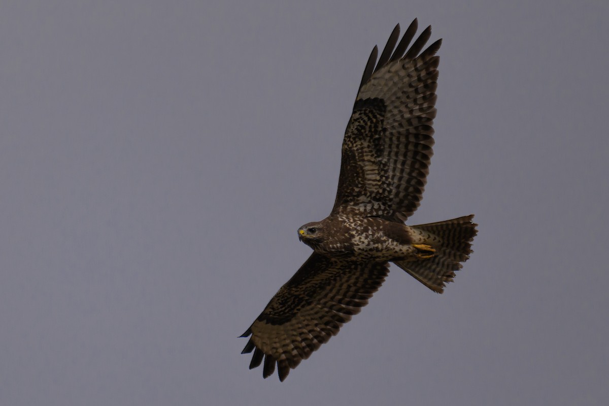 Common Buzzard - ML623808946