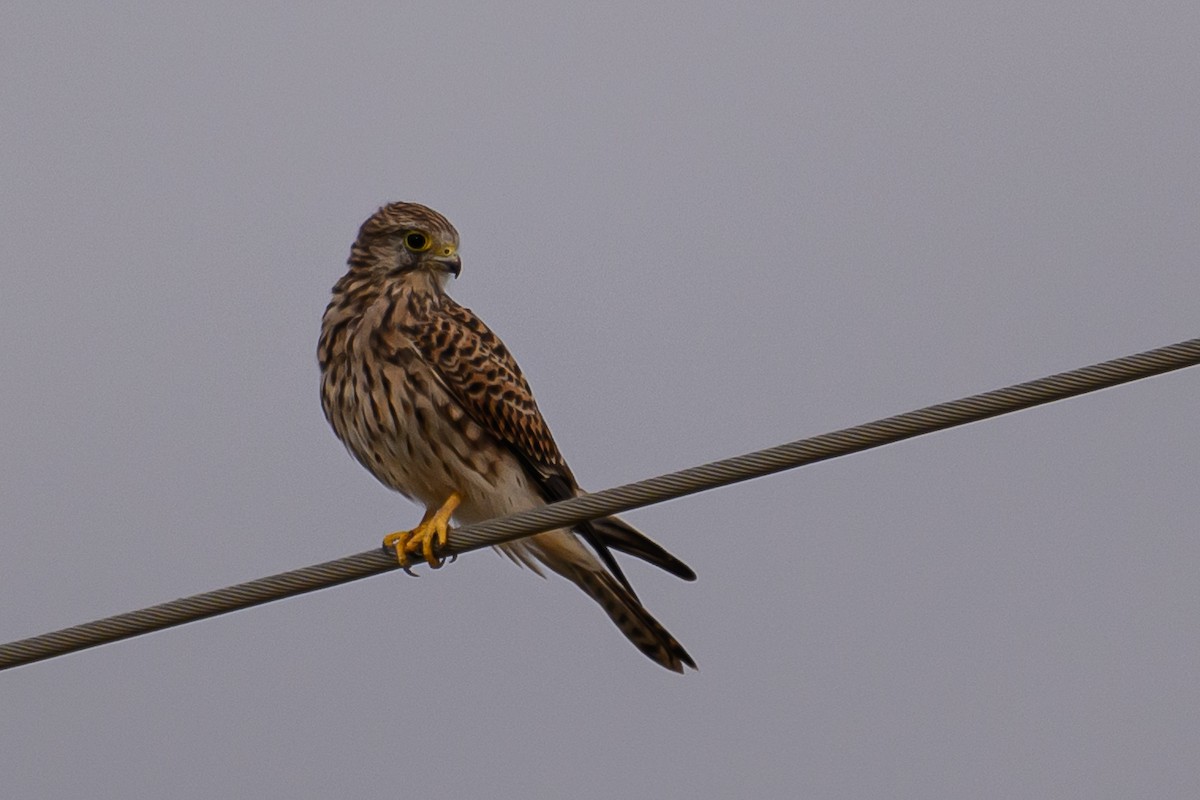 Eurasian Kestrel - ML623808962