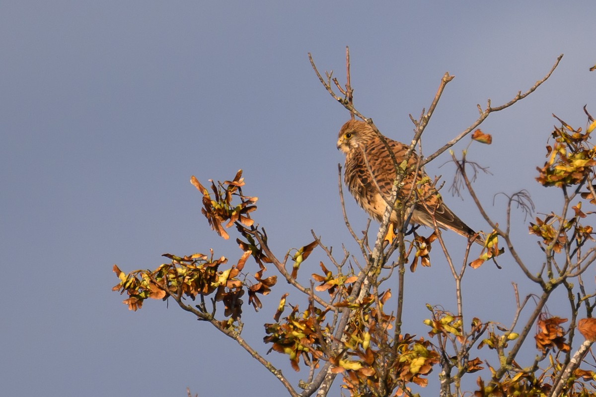 Eurasian Kestrel - Mathias Haffner