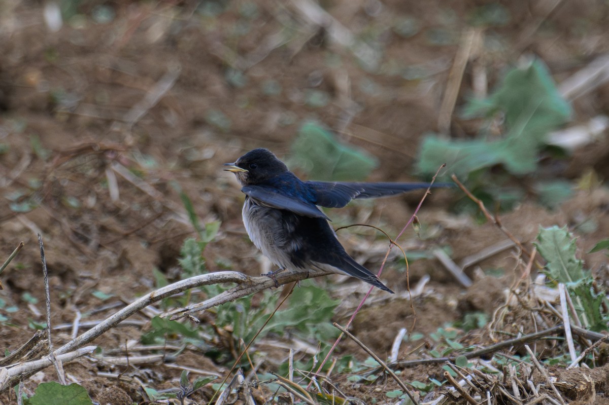 Barn Swallow - ML623808982