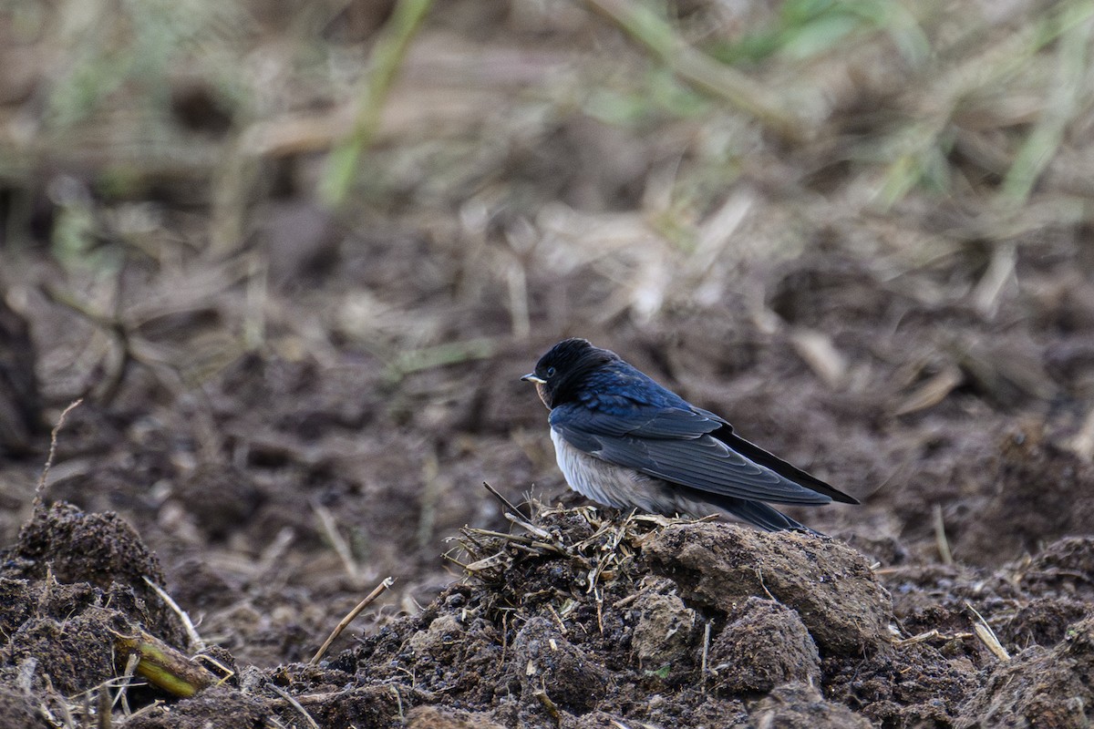 Barn Swallow - ML623808983