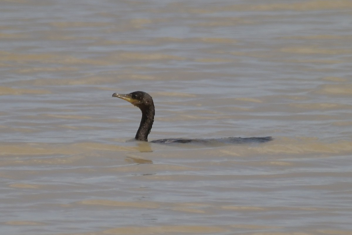 Neotropic Cormorant - ML623809000