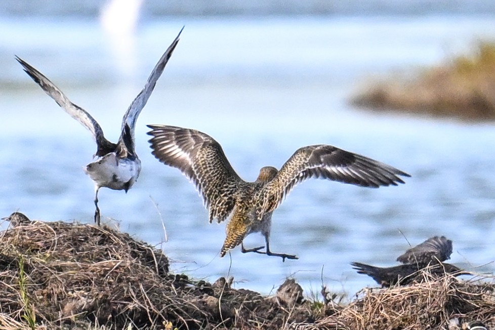 European Golden-Plover - ML623809002