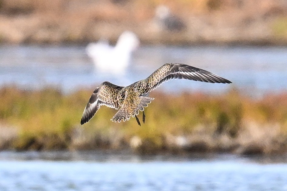 European Golden-Plover - ML623809014