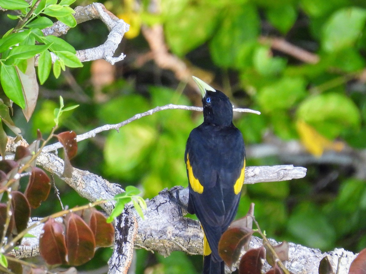 Yellow-rumped Cacique - ML623809028