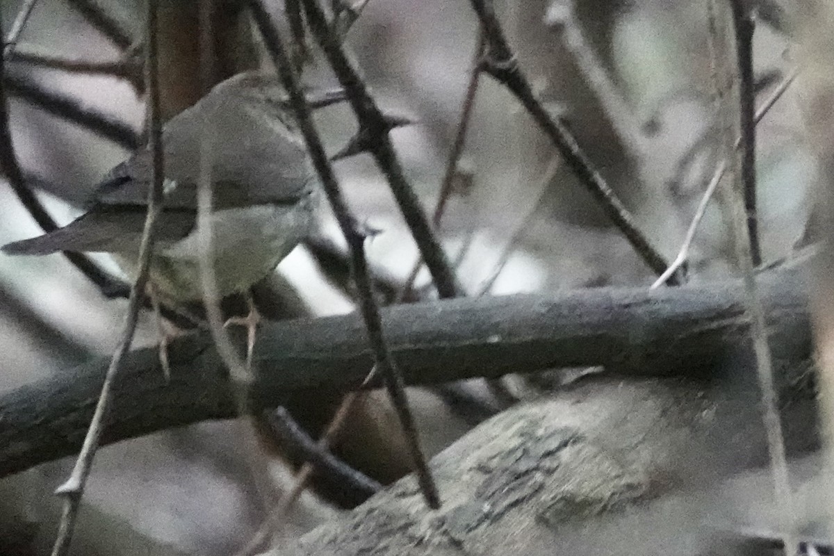 Swainson's Warbler - ML623809034