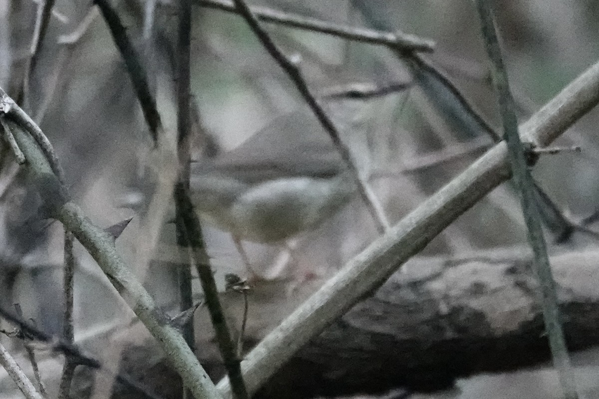 Swainson's Warbler - ML623809035