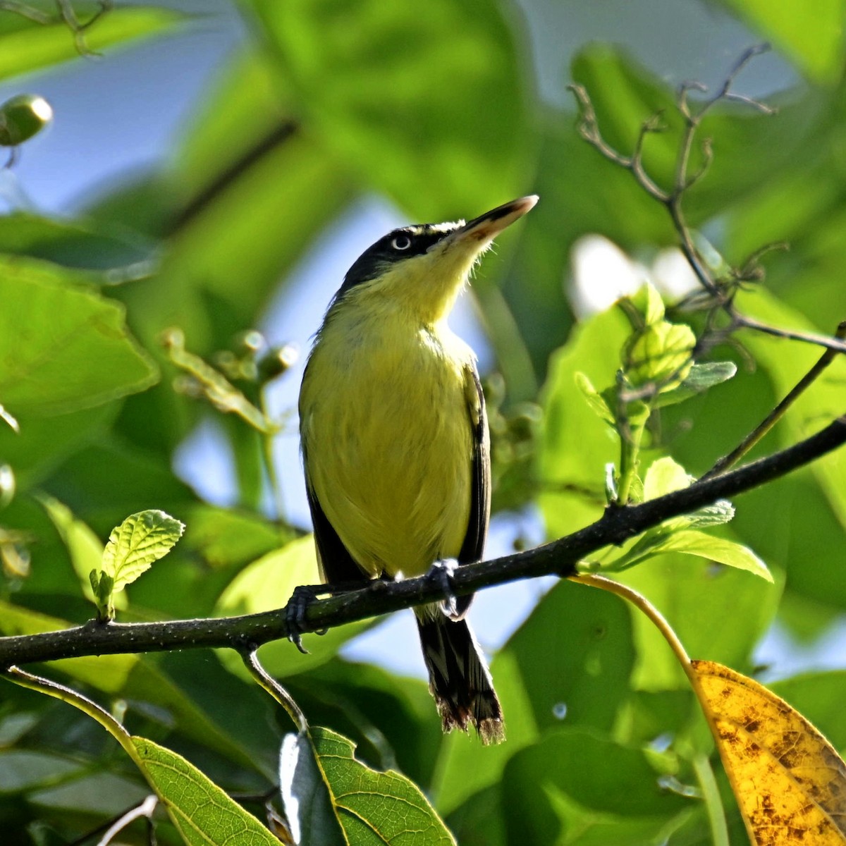 Common Tody-Flycatcher - ML623809040