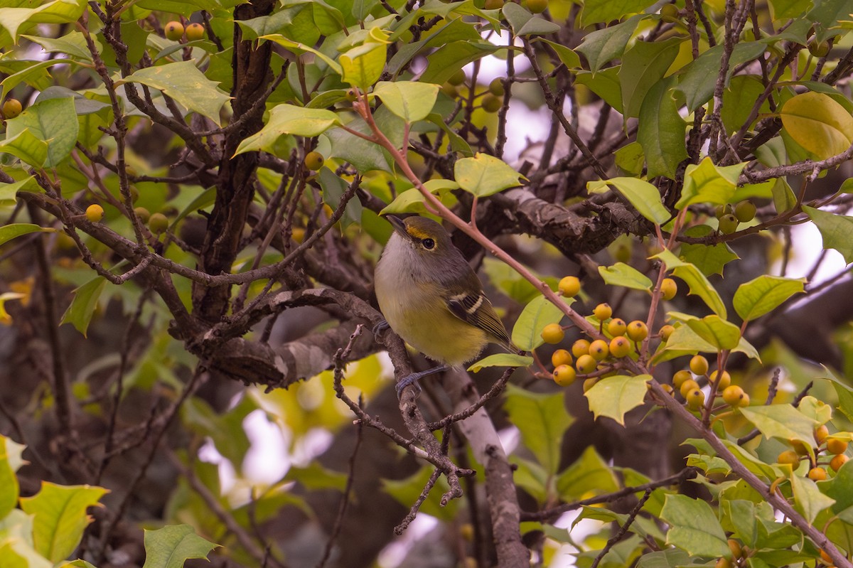 White-eyed Vireo - ML623809061