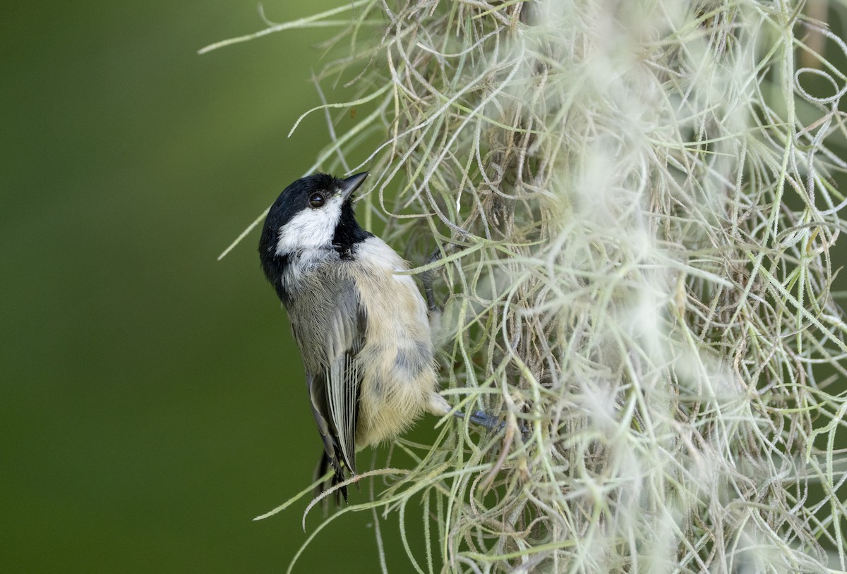 Mésange de Caroline - ML623809073