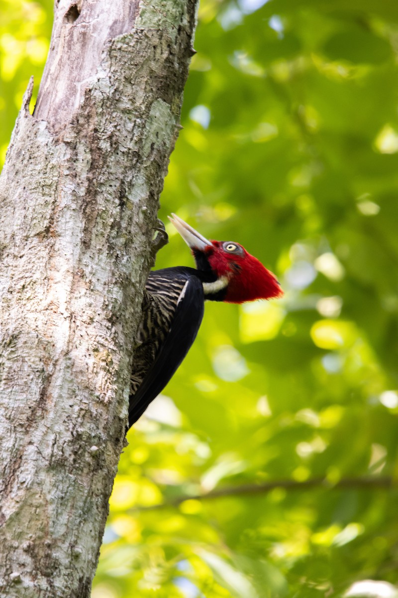 Pale-billed Woodpecker - ML623809075