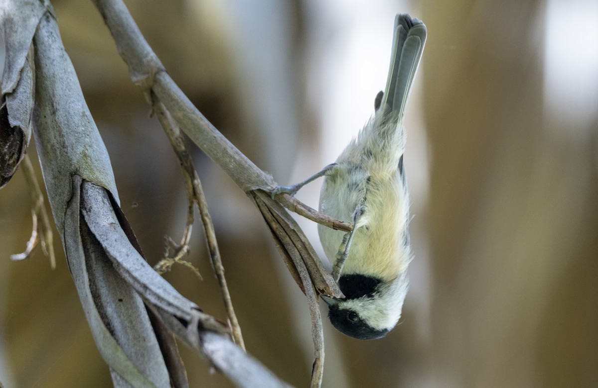 Mésange de Caroline - ML623809077