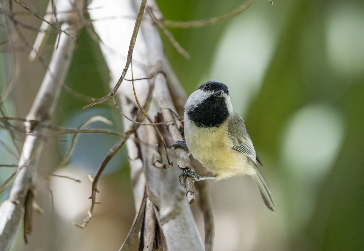 Mésange de Caroline - ML623809082