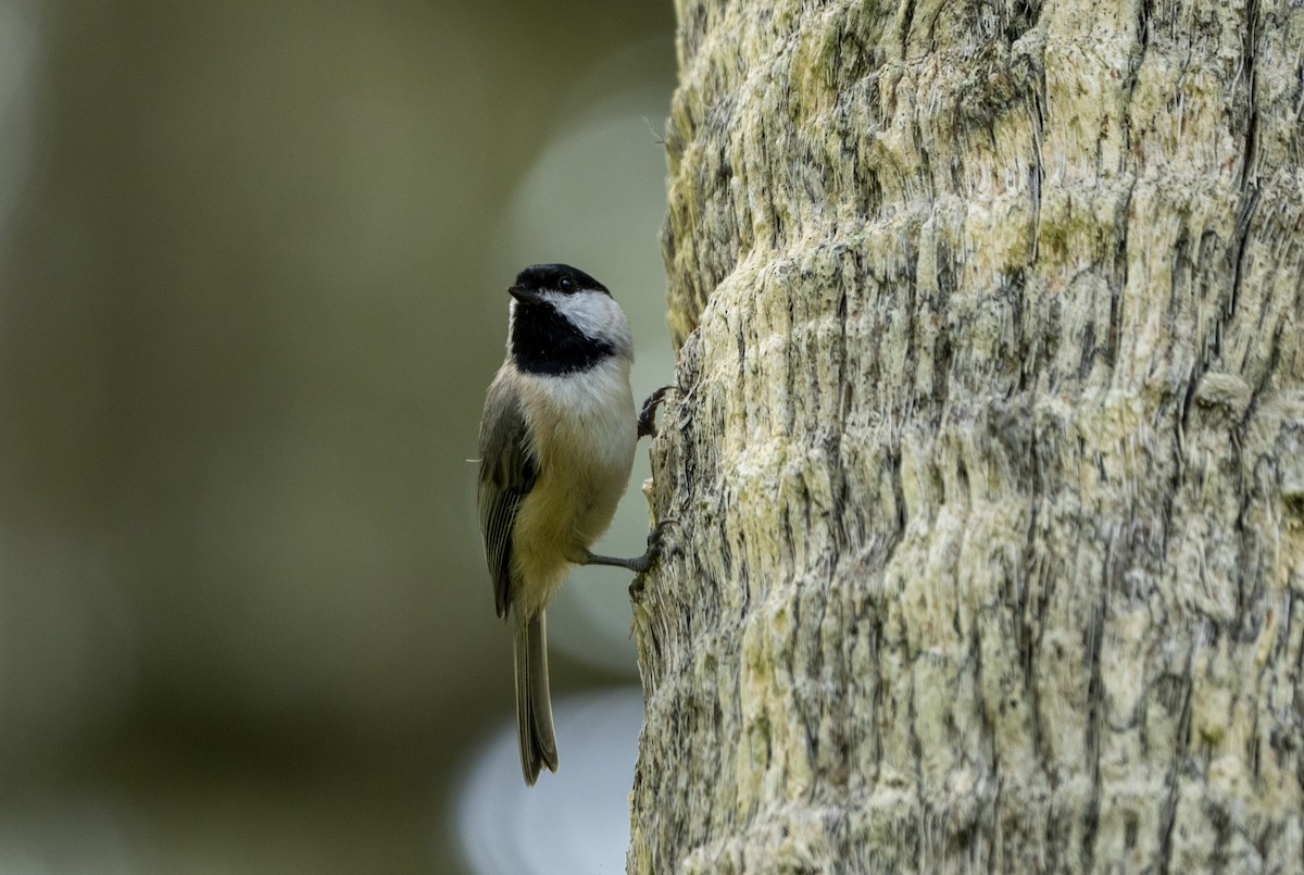 Mésange de Caroline - ML623809086