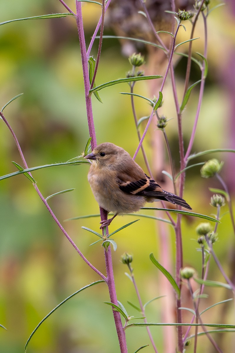 American Goldfinch - ML623809088