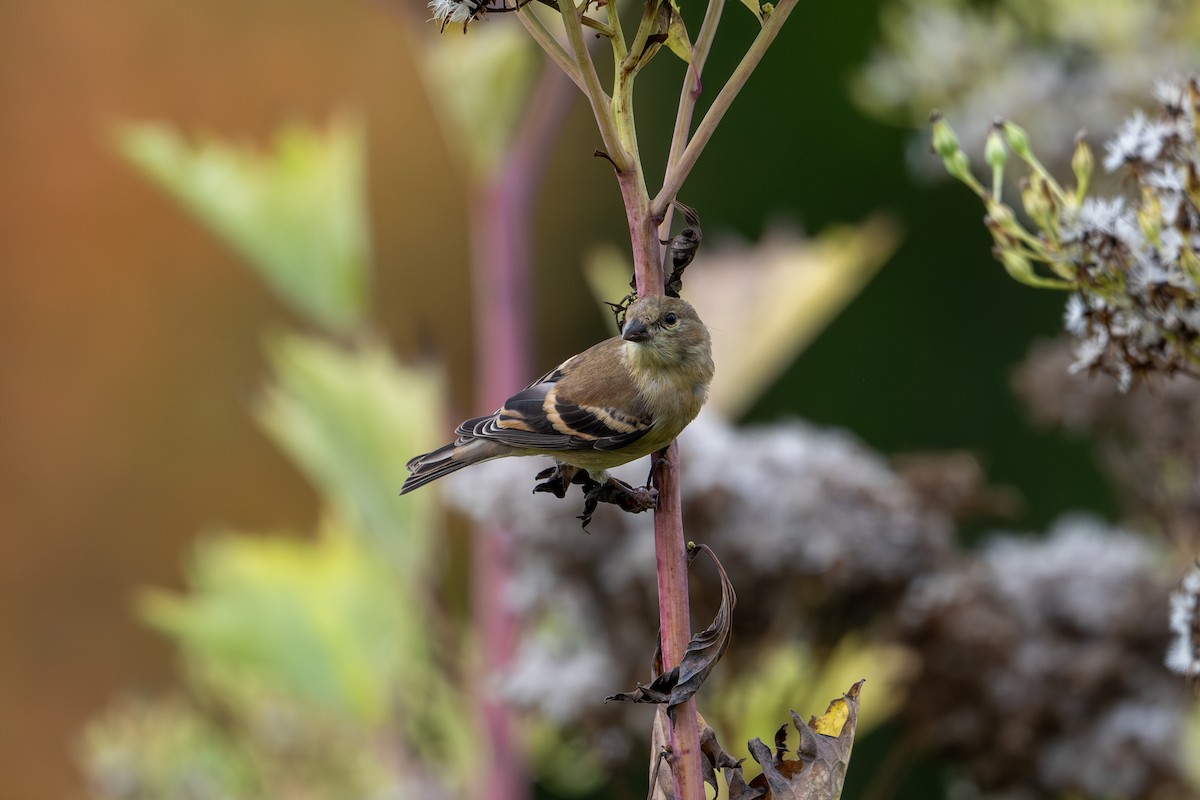 American Goldfinch - ML623809089