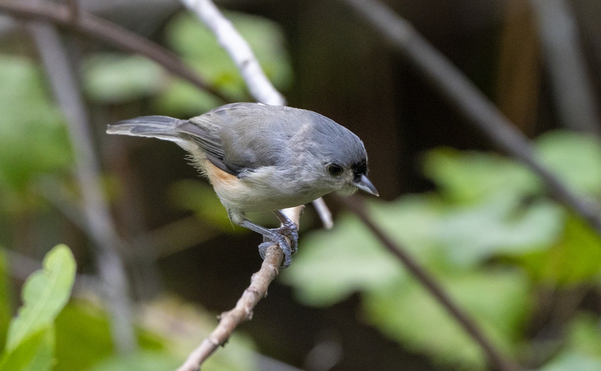 Mésange bicolore - ML623809091