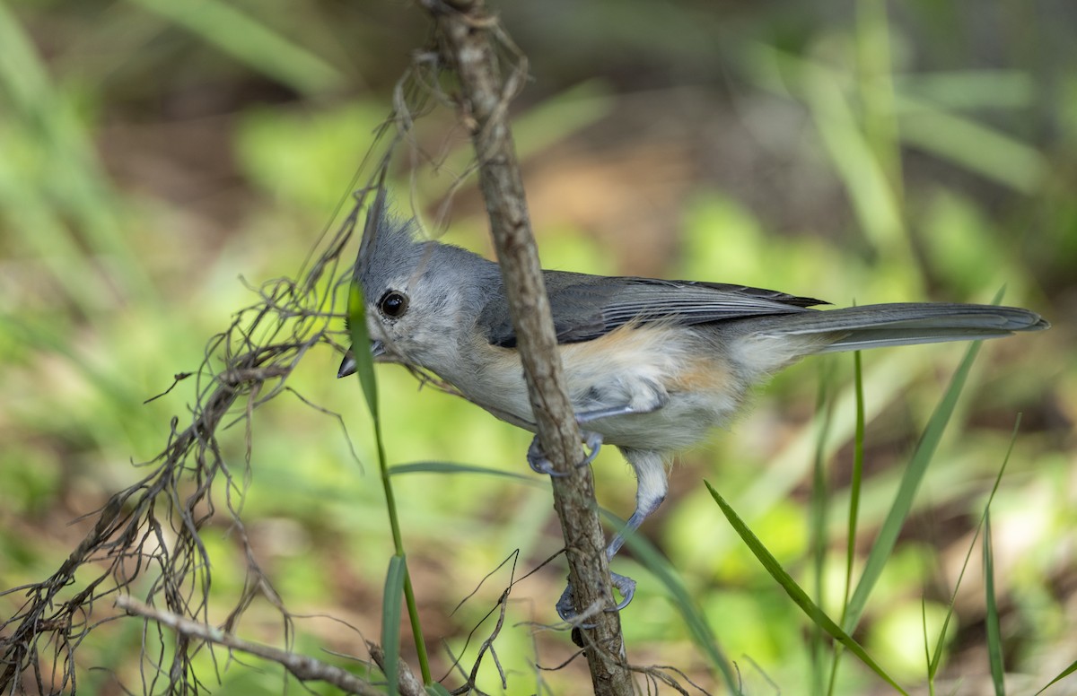 Tufted Titmouse - Joni Reeder