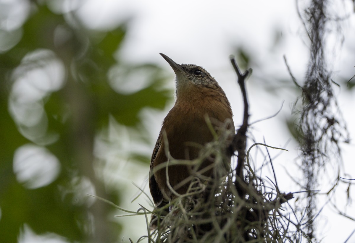 Carolina Wren - Joni Reeder