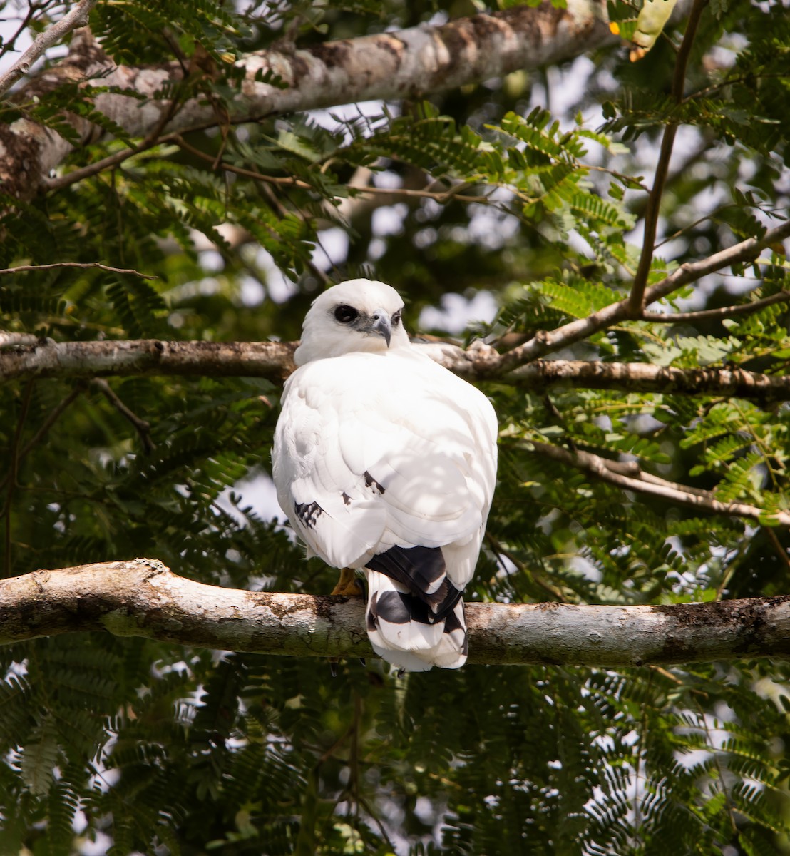 White Hawk - ML623809111