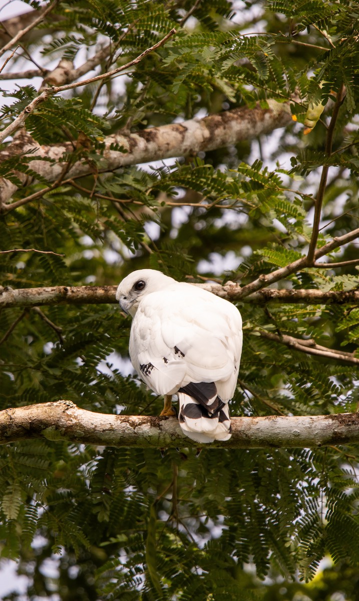 White Hawk - ML623809112