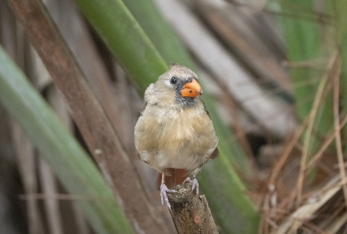 Cardinal rouge - ML623809123