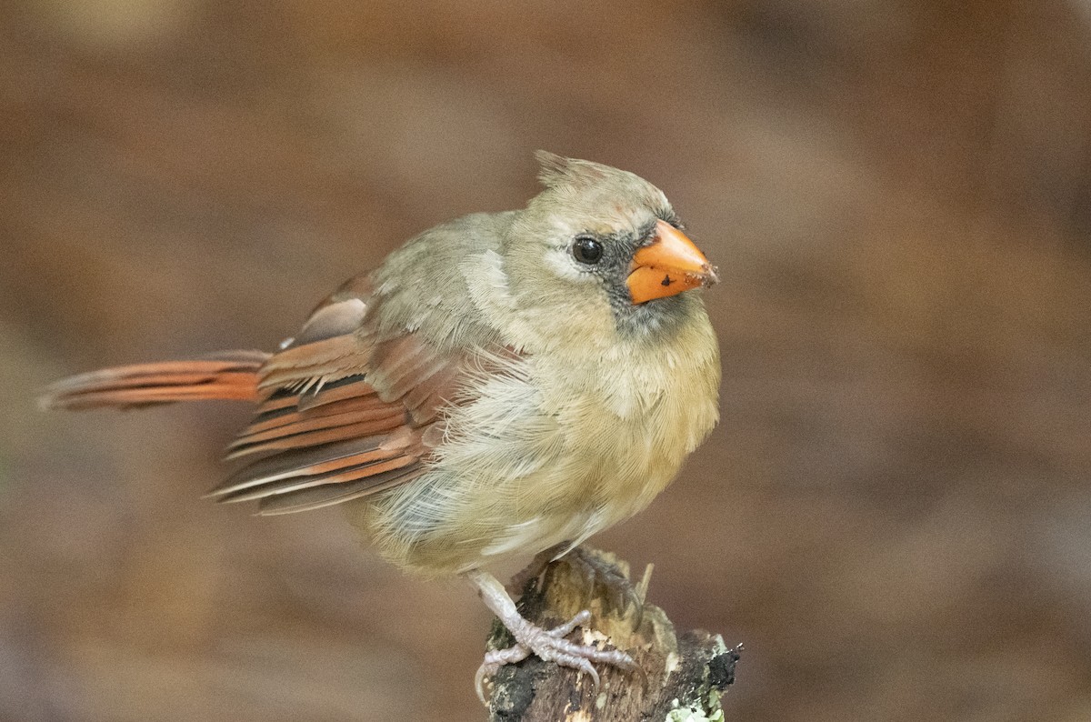 Cardinal rouge - ML623809126