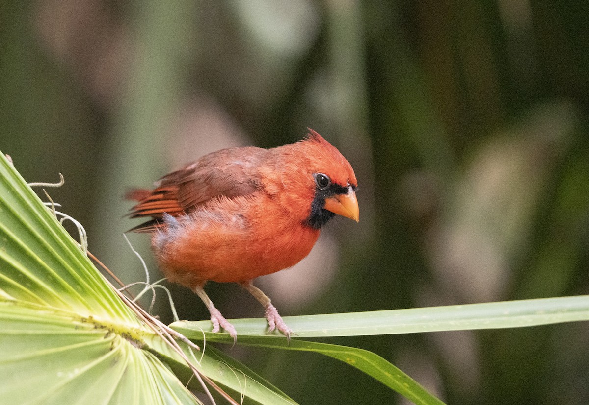 Cardinal rouge - ML623809129