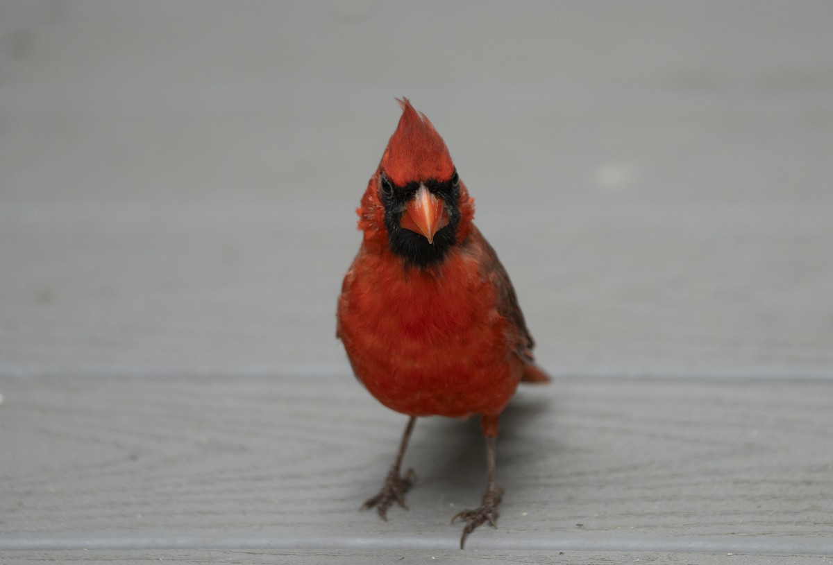 Cardinal rouge - ML623809130